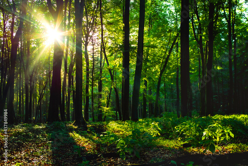 Fototapeta Naklejka Na Ścianę i Meble -  Morgensonne im Laub Wald frisches grün mit herrlichen Sonnenstrahlen