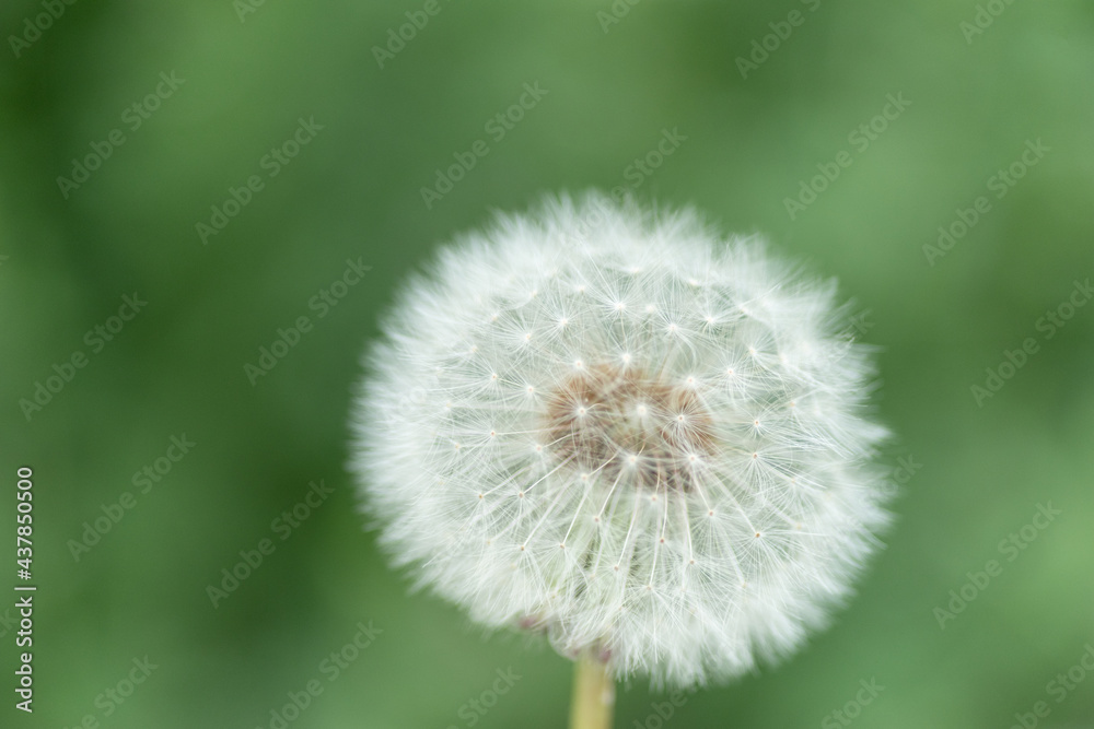 Fototapeta premium タンポポの綿毛