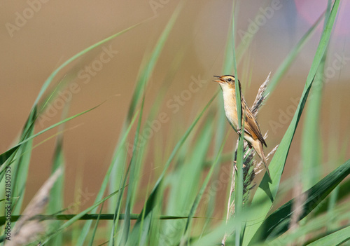 Waterrietzanger, Aquatic Warbler, Acrocephalus paludicola photo