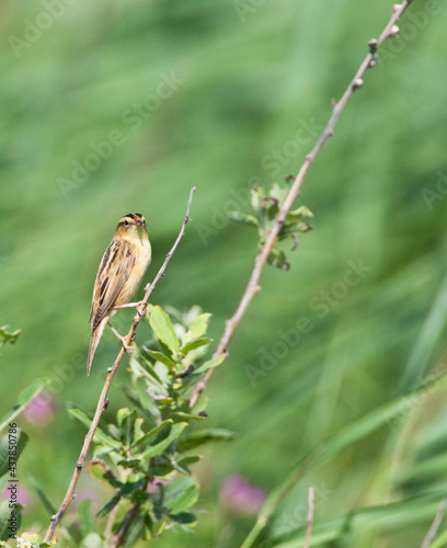 Waterrietzanger, Aquatic Warbler, Acrocephalus paludicola photo