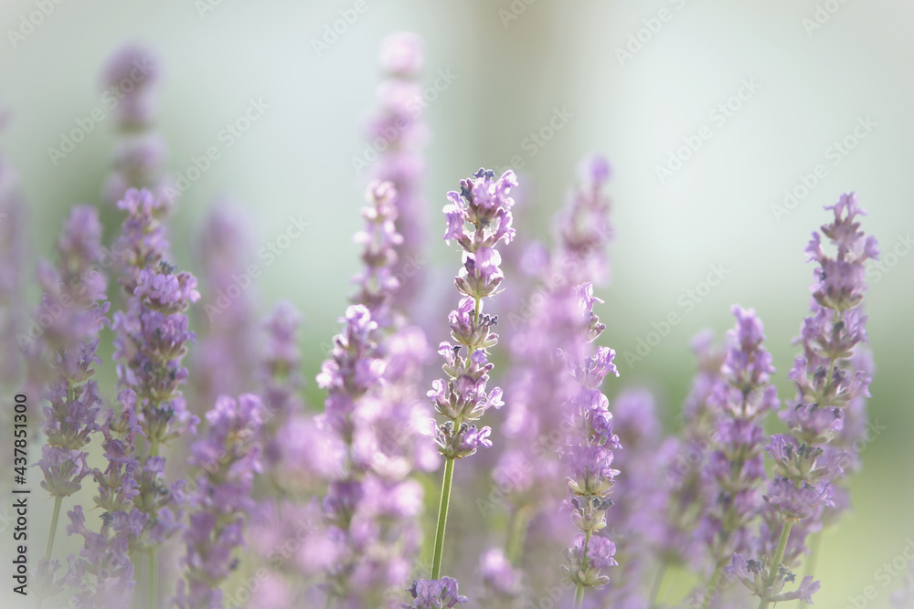 Lavandula angustifolia Lavandula angustifolia