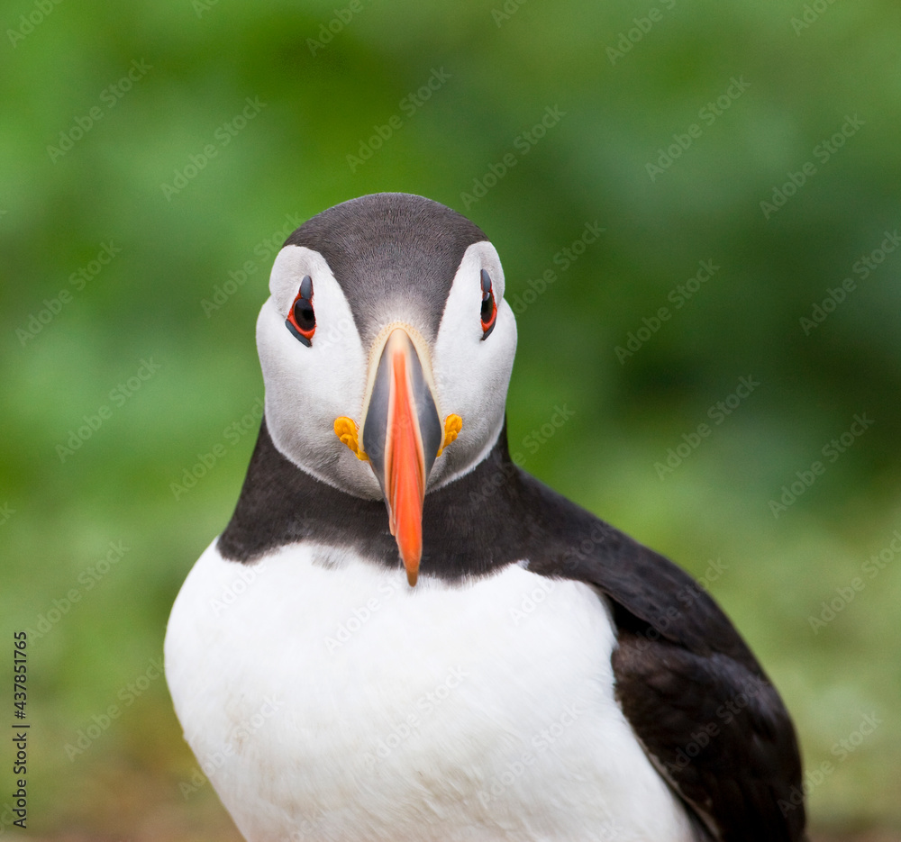 Naklejka premium Papegaaiduiker, Atlantic Puffin, Fratercula arctica