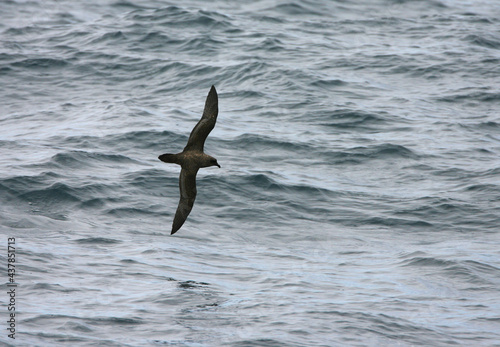 Schlegels Stormvogel, Atlantic Petrel, Pterodroma incerta © AGAMI