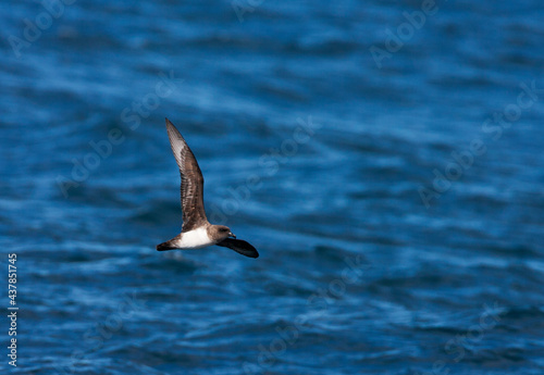 Schlegels Stormvogel, Atlantic Petrel, Pterodroma incerta photo