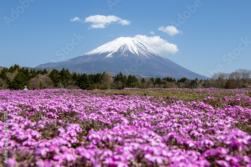 Fototapeta Naklejka Na Ścianę i Meble -  富士山のふもとのガーデン