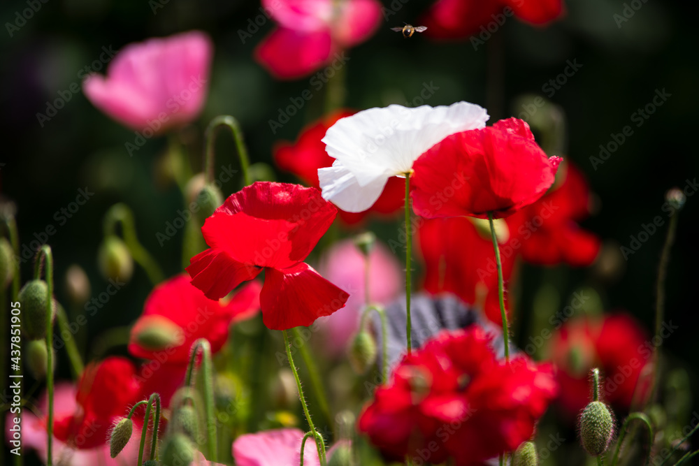 Klatschmohn Blüten weiß rosa rot in der Farbe