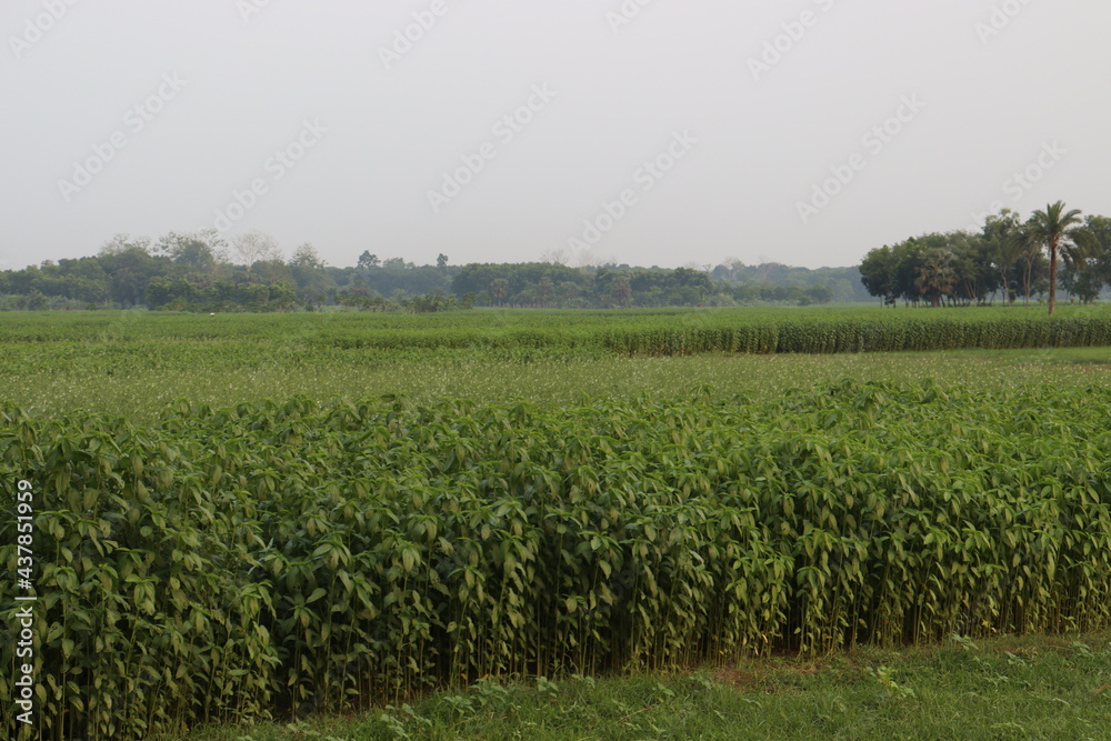 Fototapeta premium green colored jute farm on field