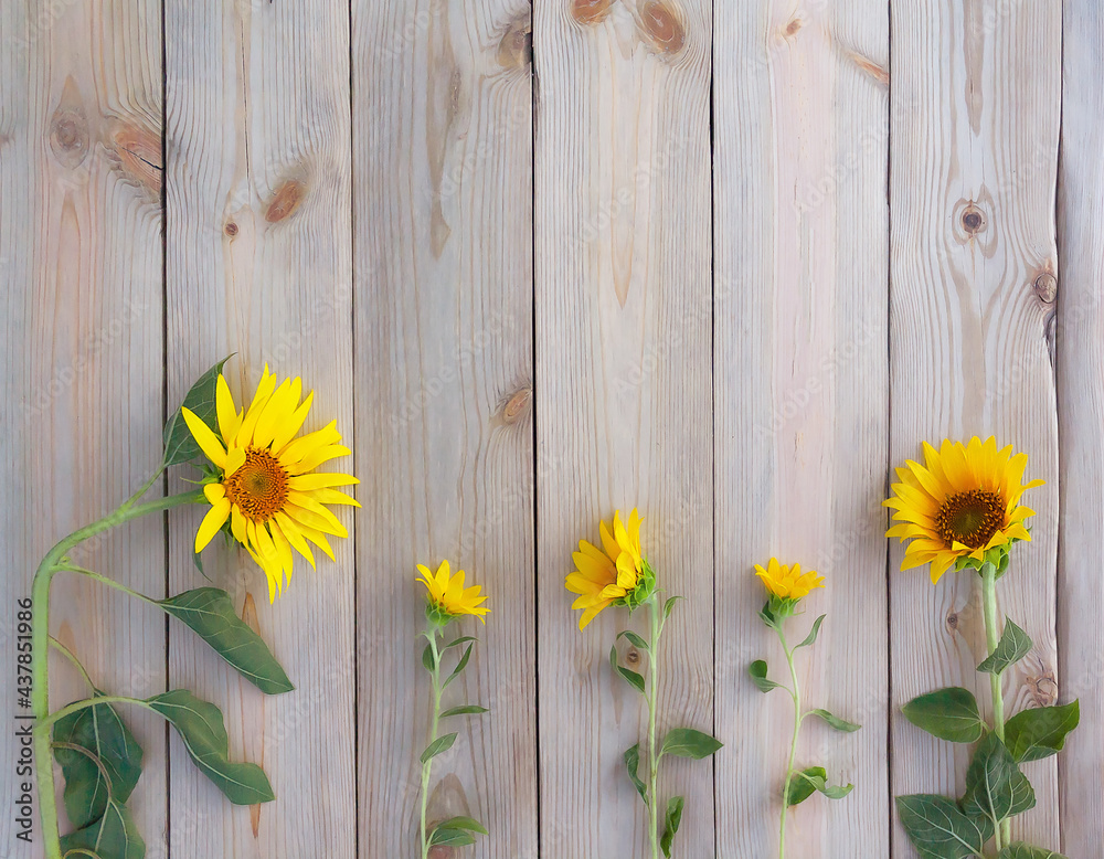 Obraz premium beautiful sunflowers on rustic wooden boards. wooden background with summer flowers