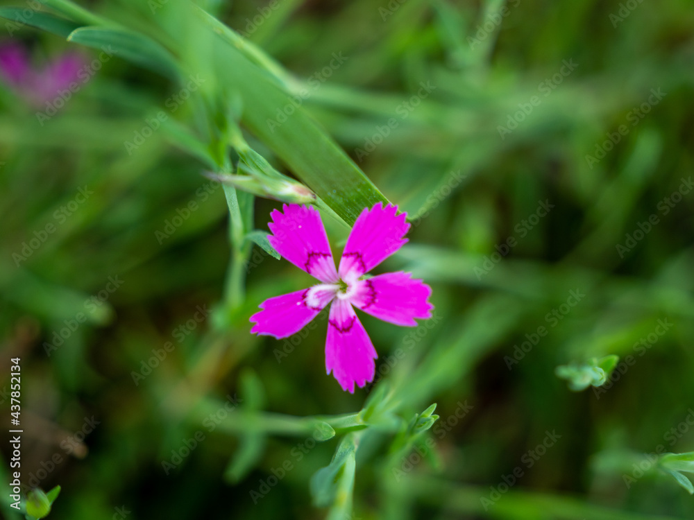 pink wildflower in the meadow pink wildflower in the meadow