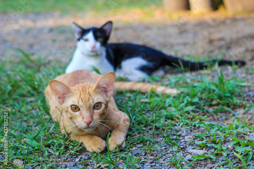 Cute tabby cats lying on grass