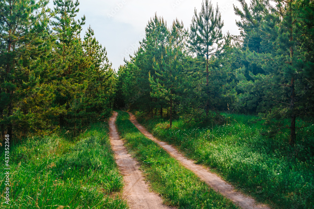Beautiful forest landscape with a path deep into the forest Beautiful forest landscape with a path deep into the forest
