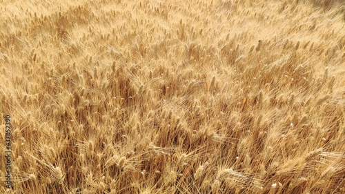 Campo di grano nel mese di giugno photo