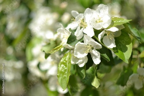 Fototapeta Naklejka Na Ścianę i Meble -  Tender white apple tree in bloom, natural background