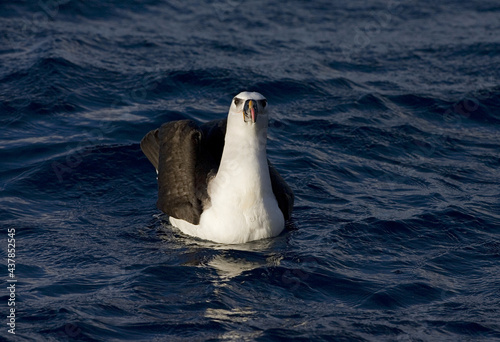 Atlantic Yellow-nosed Albatross, Atlantische Geelsnavelalbatros,Thalassarche chlororhynchos photo