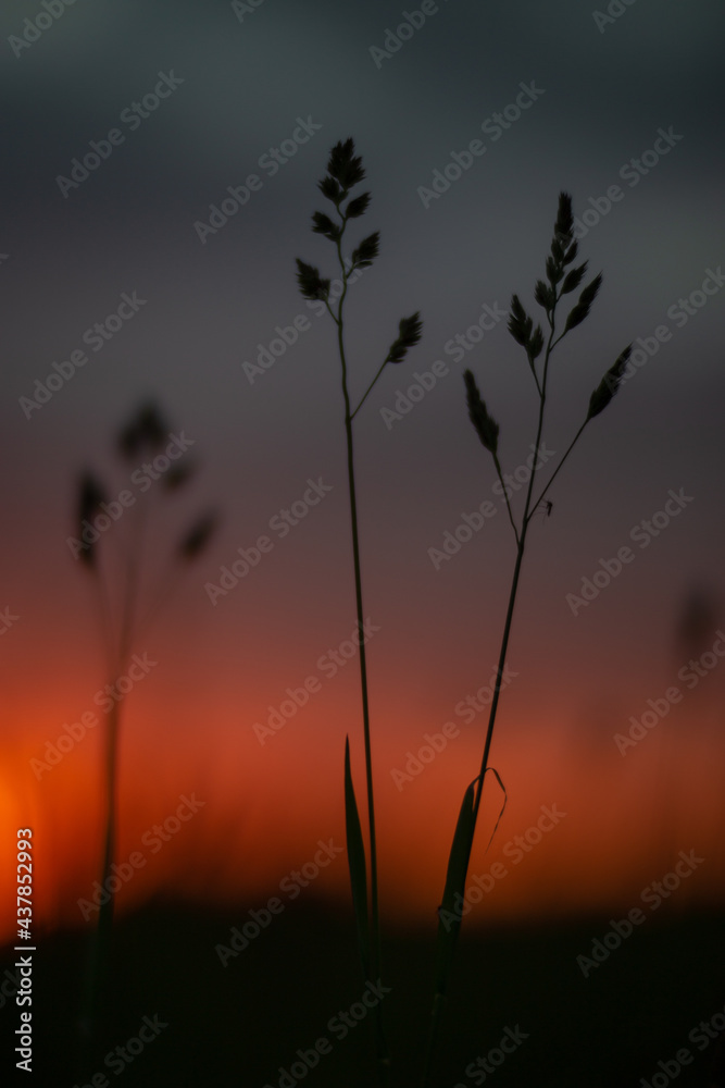 Obraz premium Stems of field plants against the background of a summer sunset.