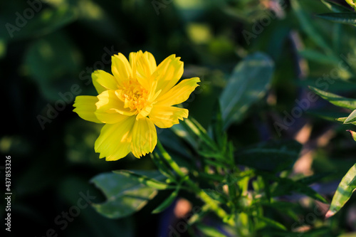 Close up beautiful yellow cosmos flowers bloomimg in garden