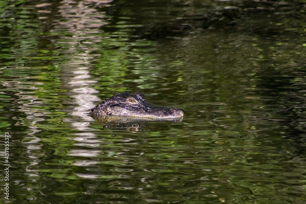 Alligators gather in the Louisiana Swamps Alligators gather in the Louisiana Swamps