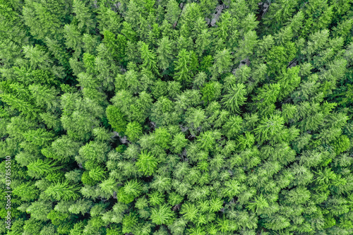 Pine woods background, green forest backdrop, above drone view. 