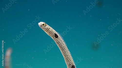 Spotted Garden Eels looking around and feeding itself. Closeup shot of Heteroconger Hassi. 4K photo