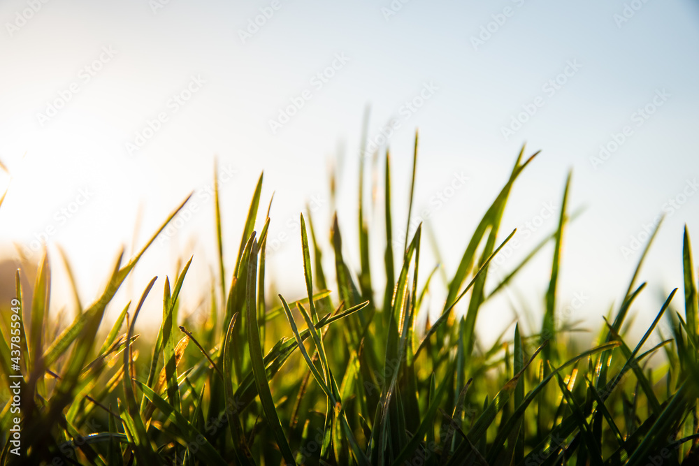 grass and sun