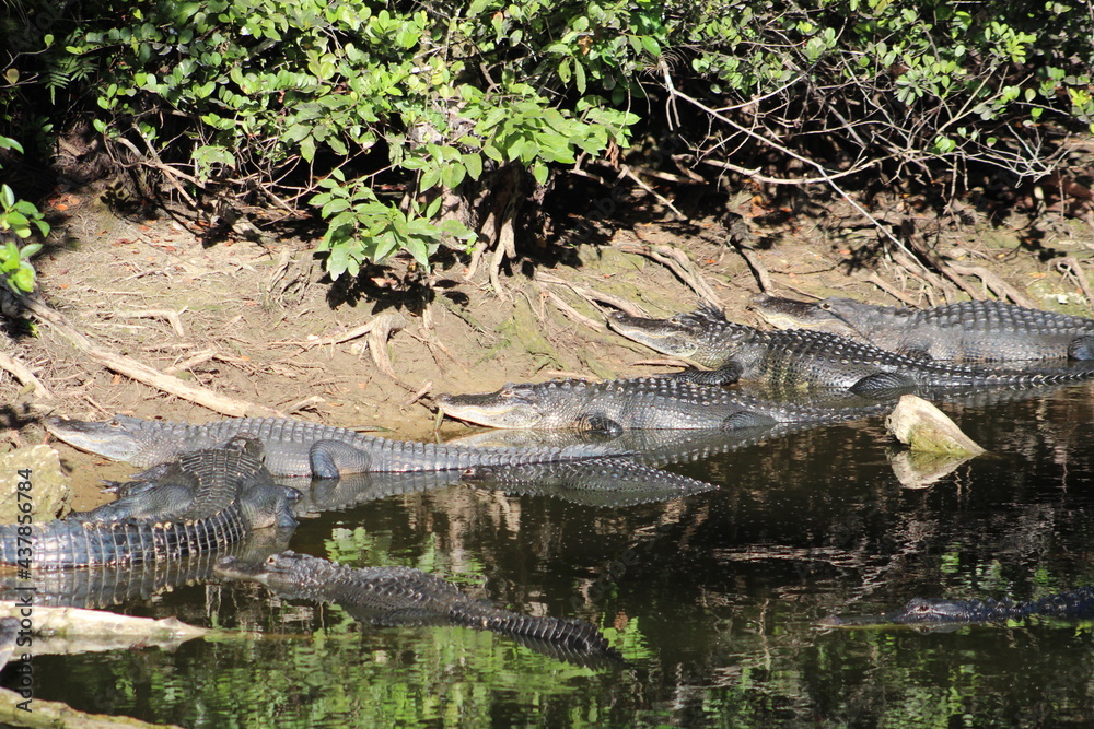 Alligators gather in the Louisiana Swamps Alligators gather in the Louisiana Swamps