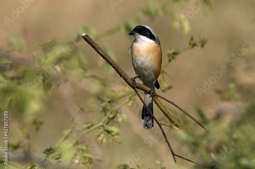 Bruinrugklauwier, Bay-backed Shrike, Lanius vittatus photo