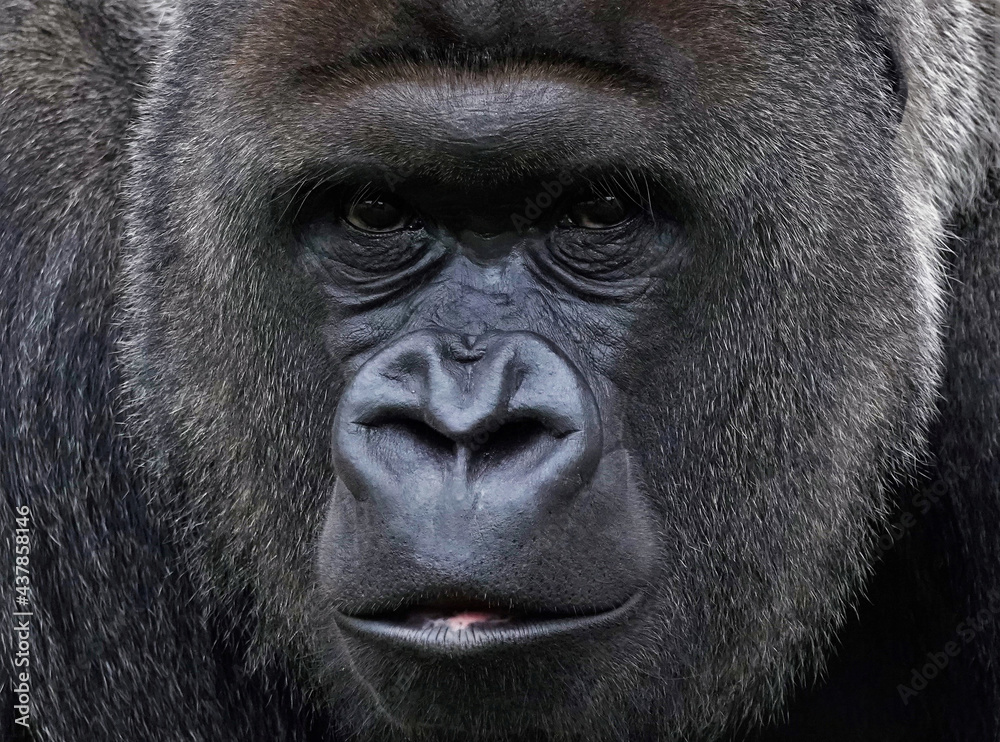 Gorilla
