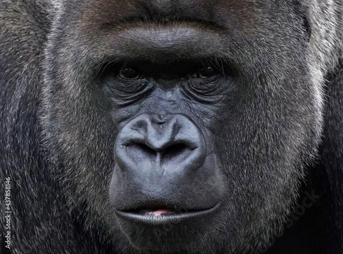 Gorilla © glay