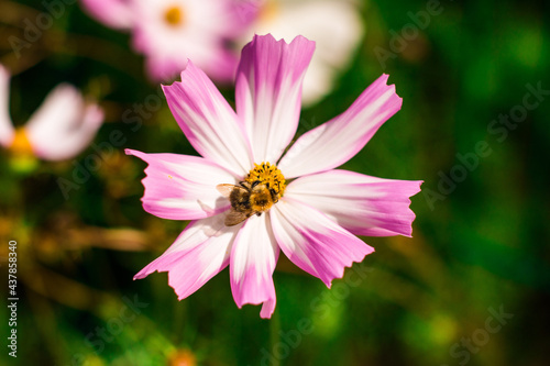 Biene Honigbiene Pollen auf Blume Nektarsuche Süßes Blüten Sommer