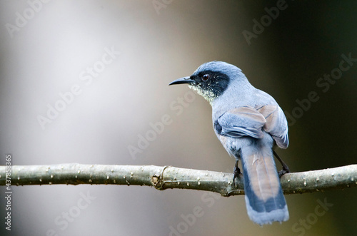 Prachtsibia, Beautiful Sibia, Heterophasia pulchella photo