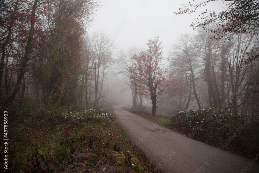 Landscape with beautiful fog in forest on hill or Trail through a mysterious winter forest with autumn leaves on the ground. Road through a winter forest. Magical atmosphere. Azerbaijan nature Landscape with beautiful fog in forest on hill or Trail through a mysterious winter forest with autumn leaves on the ground. Road through a winter forest. Magical atmosphere. Azerbaijan nature