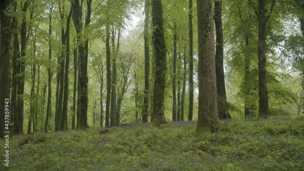 Tranquil Woodland Scene, Rain Falling Tranquil Woodland Scene, Rain Falling