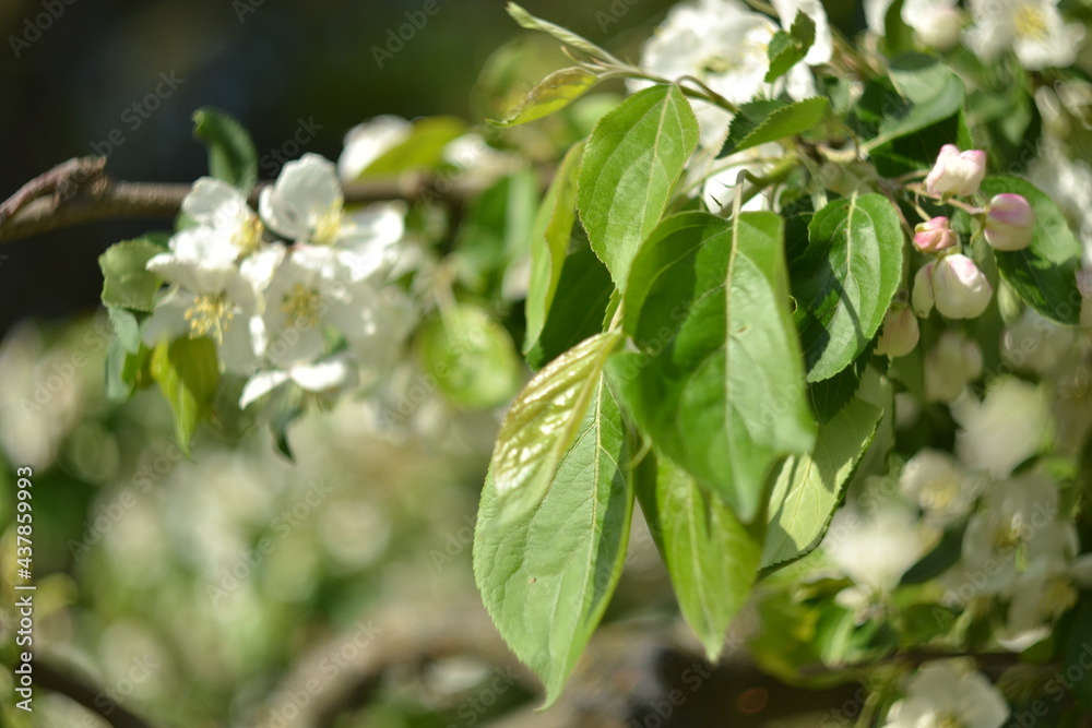 Tender white apple tree in bloom, natural background Tender white apple tree in bloom, natural background