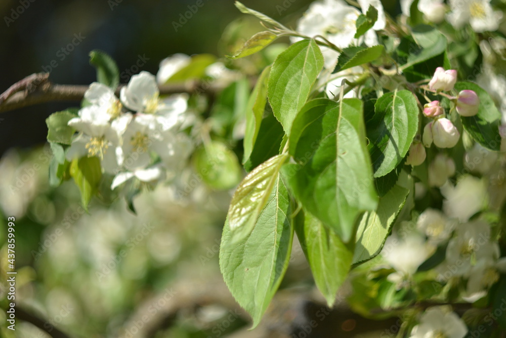 Tender white apple tree in bloom, natural background