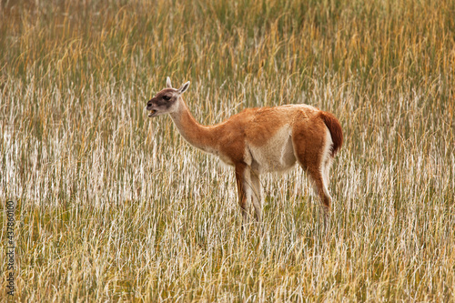 Fototapeta Naklejka Na Ścianę i Meble -  Wild Guanaco (Lama guanicoe) calling in swamp in the foothills of the Andes in Torres del Paine National Park, Patagonia, Chile