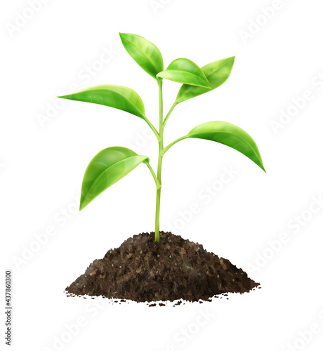 Vector small green sprout in soil with bokeh background