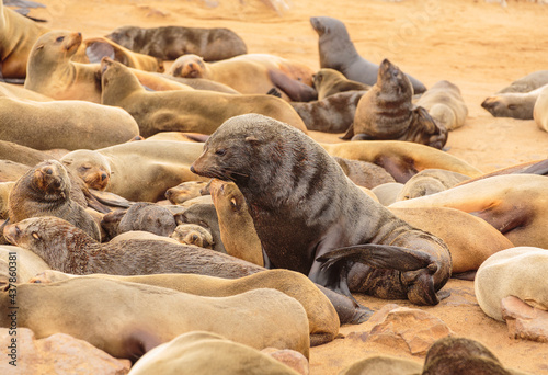 Seal colony at Cape Cross in Namibia: Cape Fur Seal bull  (Arctocephalus pusillus) amidst his harem on the beach photo