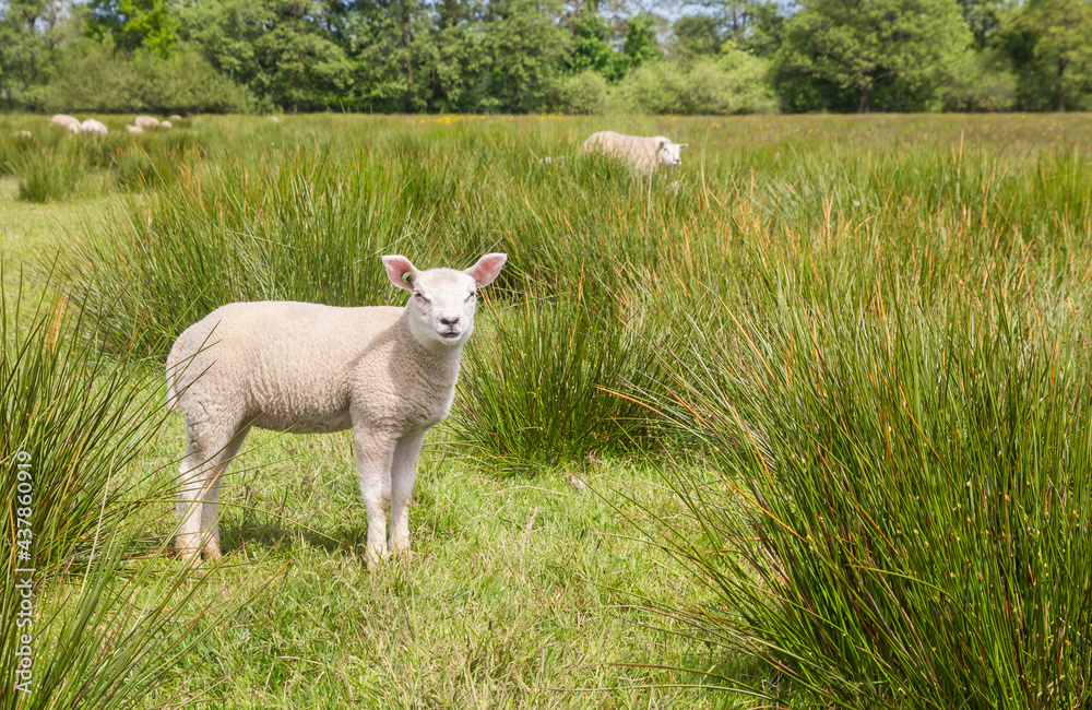 Cute white lamb in the green high grass of Drenthe, Netherlands Cute white lamb in the green high grass of Drenthe, Netherlands