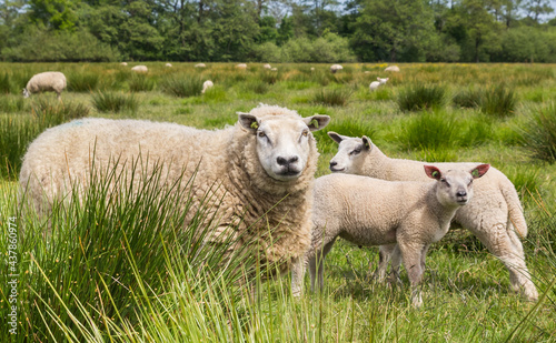 Mother sheep with lambs in the grass in Drenthe, Netherlands