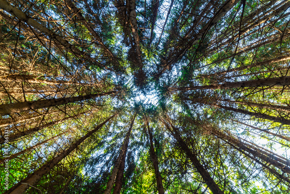 Obraz premium Pineta, shot from below, looking upwards. Pines, sky and light. Ecosystem, nature and forests. 