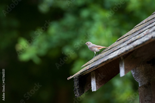 Black Redstart, Zwarte Roodstaart, Phoenicurus ochruros photo