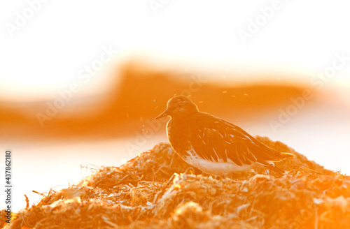 Zwarte Steenloper, Black Turnstone, Arenaria melanocephala photo