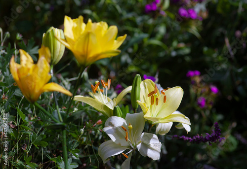 Yellow and white lilies (The Asiatic Hybrids) in the summer garden