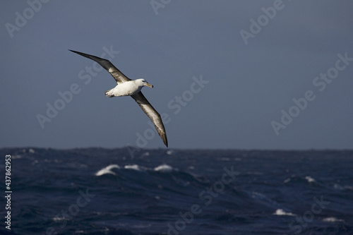 Black-browed Albatross, Wenkbrauwalbatros, Thalassarche melanophrys