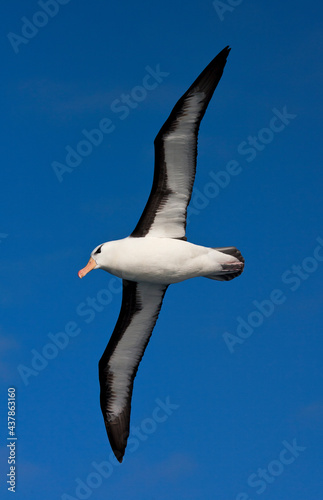 Wenkbrauwalbatros  Black-browed Albatross  Thalassarche melanophrys