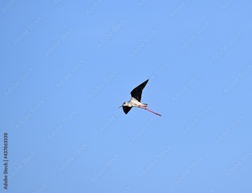 Obraz premium A black-winged stilt flying in the blue sky.