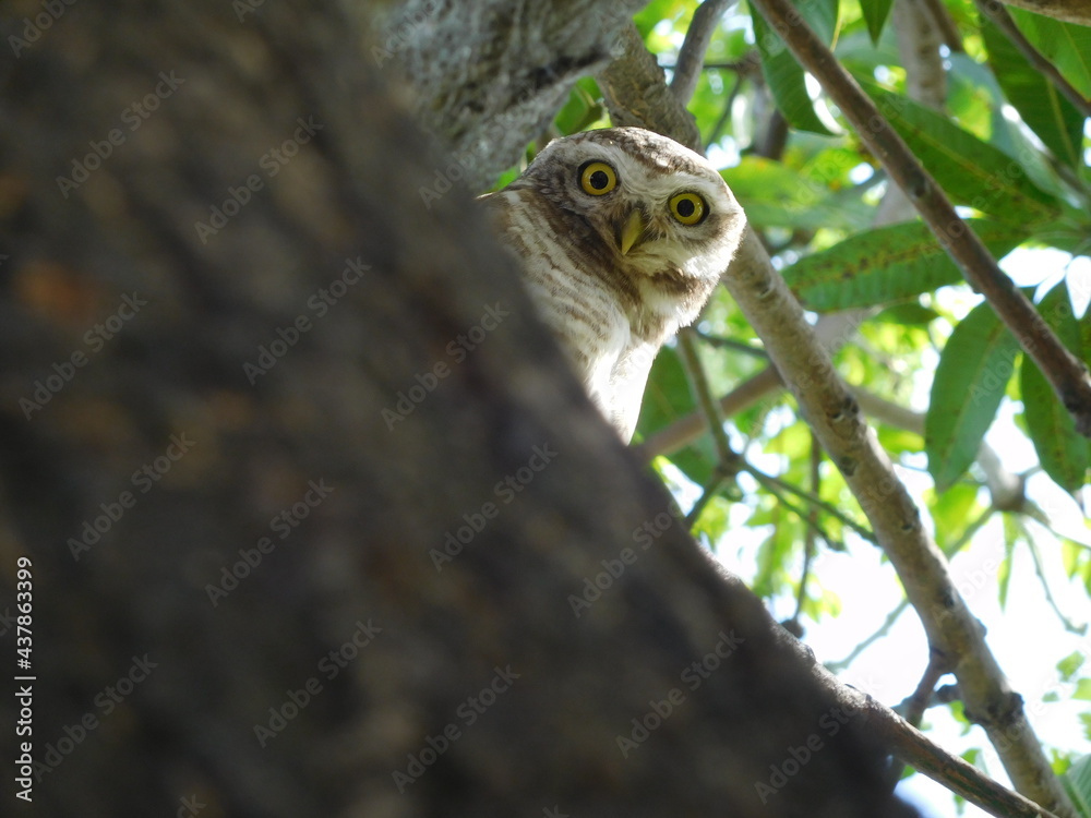 cute owl eyes cute owl eyes