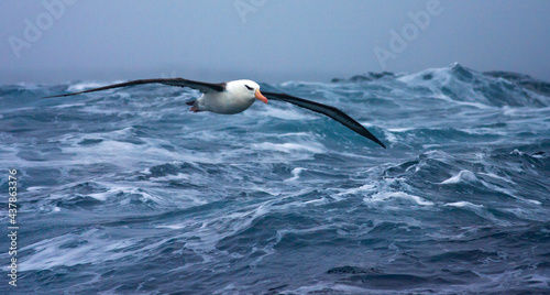 Wenkbrauwalbatros  Black-browed Albatross  Thalassarche melanophrys