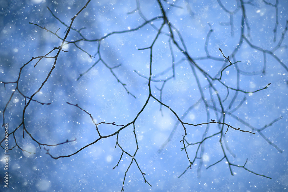 snowflakes branches winter abstract background, holiday new year, cold weather snow snowflakes branches winter abstract background, holiday new year, cold weather snow