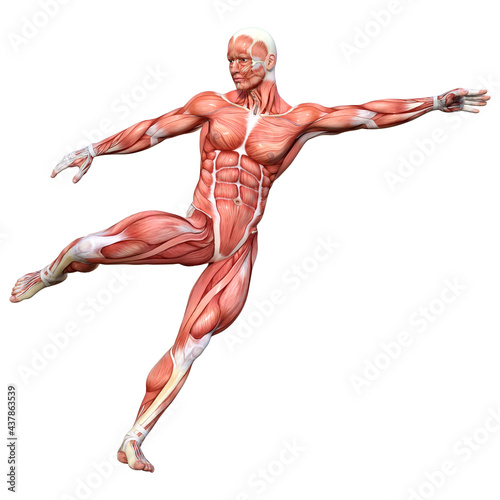 Wallpaper Mural 3D Rendering Male Anatomy Figure on White